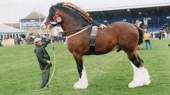 欧美母马的后面图片,优雅与力量的完美融合